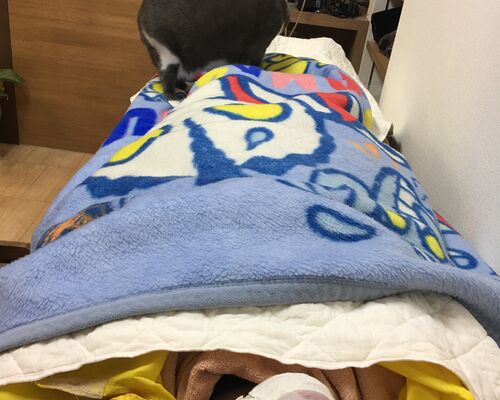 7410DCC7-68B0-4274-ACB0-A1936F5D94D3